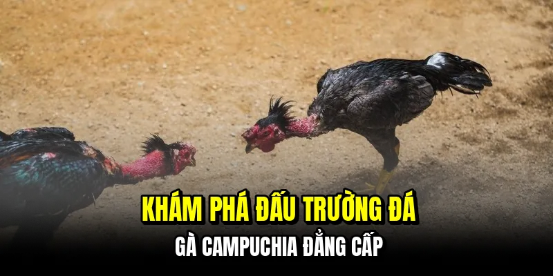 Khám phá đấu trường đá gà Campuchia đẳng cấp