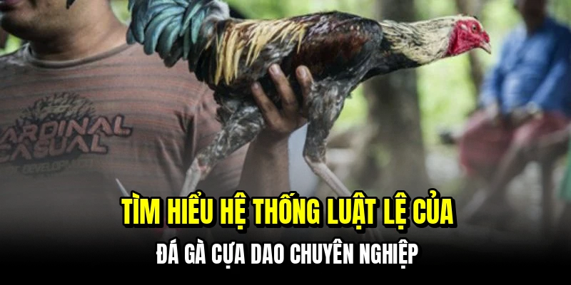 Tìm hiểu hệ thống luật lệ của đá gà cựa dao chuyên nghiệp